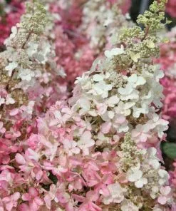 Future Forests Hydrangea Paniculata Candlelight®