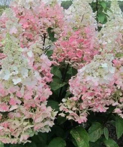 Future Forests Hydrangea Paniculata Candlelight®