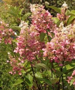 Future Forests Hydrangea Paniculata Candlelight®