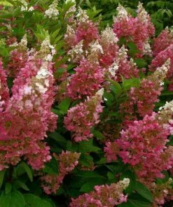 Future Forests Hydrangea Paniculata Candlelight®