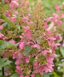 Future Forests Hydrangea Paniculata Candlelight®