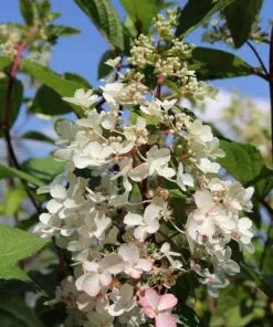 Future Forests Hydrangea Paniculata Candlelight®