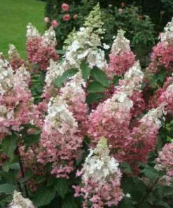 Future Forests Hydrangea Paniculata Candlelight®