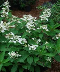 Future Forests Shrubs Hydrangea Paniculata Dharuma