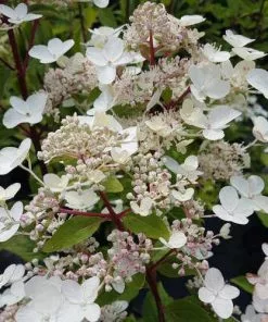 Future Forests Shrubs Hydrangea Paniculata Dharuma