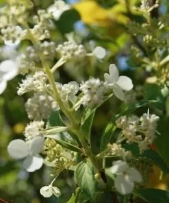 Future Forests Hydrangea Paniculata Kyushu Shrubs
