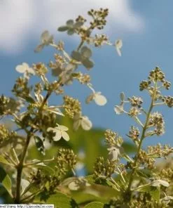 Future Forests Hydrangea Paniculata Kyushu Shrubs