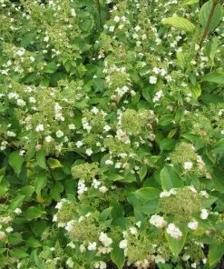 Future Forests Hydrangea Paniculata Kyushu Shrubs