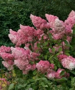 Future Forests Hydrangea Paniculata Vanilla Fraise Shrubs