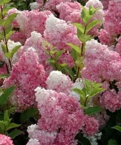 Future Forests Hydrangea Paniculata Vanilla Fraise Shrubs