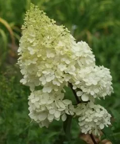 Future Forests Hydrangea Paniculata Vanilla Fraise Shrubs