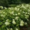 Future Forests Hydrangea Quercifolia Harmony