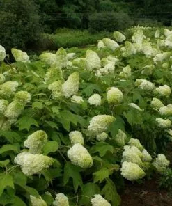 Future Forests Hydrangea Quercifolia Harmony