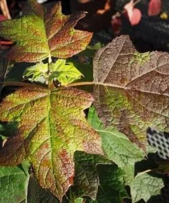 Future Forests Hydrangea Quercifolia Harmony