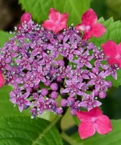 Future Forests Hydrangea Macropylla Teller Red Shrubs