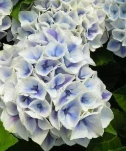 Future Forests Hydrangea Macrophylla Candy Heart Blue Shrubs