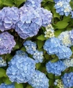 Future Forests Hydrangea Macrophylla Candy Heart Blue Shrubs