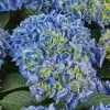 Future Forests Hydrangea Macrophylla Candy Heart Blue Shrubs