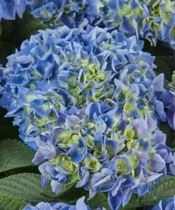 Future Forests Hydrangea Macrophylla Candy Heart Blue Shrubs