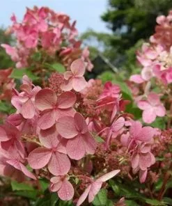 Future Forests Hydrangea Paniculata Early Sensation