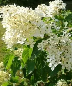 Future Forests Hydrangea Paniculata Kyushu Shrubs