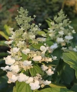 Future Forests Hydrangea Paniculata Kyushu Shrubs