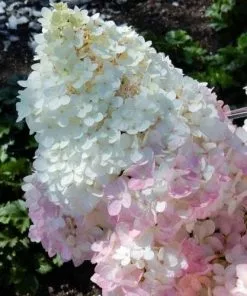 Future Forests Hydrangea Paniculata Magical Andes