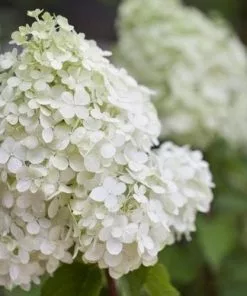Future Forests Hydrangea Paniculata Polar Bear Shrubs