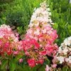 Future Forests Hydrangea Paniculata Pinky Winky Shrubs