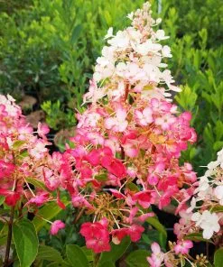 Future Forests Hydrangea Paniculata Pinky Winky Shrubs