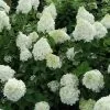 Future Forests Hydrangea Paniculata Silver Dollar 2 Future Forests Hydrangea Paniculata Silver Dollar