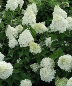 Future Forests Hydrangea Paniculata Silver Dollar