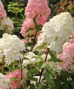 Future Forests Shrubs Hydrangea Paniculata Sundae Fraise 9 Future Forests Shrubs Hydrangea Paniculata Sundae Fraise