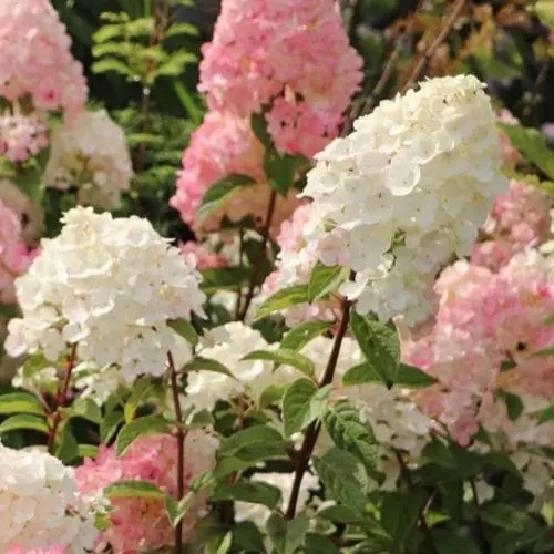 Future Forests Shrubs Hydrangea Paniculata Sundae Fraise 6 Future Forests Shrubs Hydrangea Paniculata Sundae Fraise