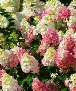 Future Forests Shrubs Hydrangea Paniculata Sundae Fraise