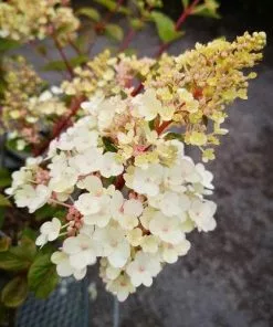 Future Forests Shrubs Hydrangea Paniculata Sundae Fraise 8 Future Forests Shrubs Hydrangea Paniculata Sundae Fraise