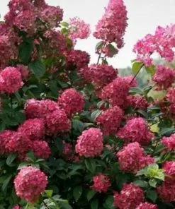 Future Forests Hydrangea Paniculata Wim's Red