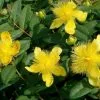 Future Forests Hypericum Calycinum