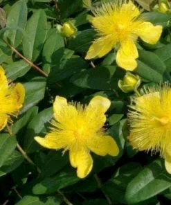 Future Forests Hypericum Calycinum