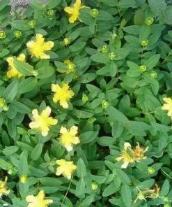 Future Forests Hypericum Calycinum