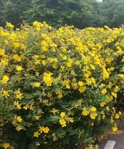 Future Forests Hypericum X Hidcoteense Hidcote