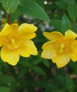 Future Forests Hypericum X Hidcoteense Hidcote