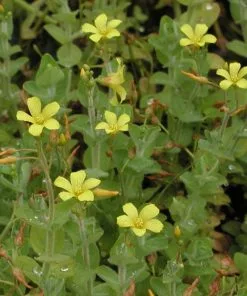 Future Forests Hypericum Elodes - Marsh St John's-wort