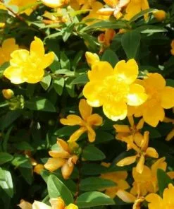 Future Forests Hypericum X Hidcoteense Hidcote