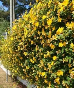 Future Forests Hypericum X Hidcoteense Hidcote