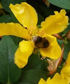 Future Forests Hypericum X Hidcoteense Hidcote
