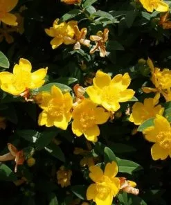 Future Forests Hypericum X Hidcoteense Hidcote