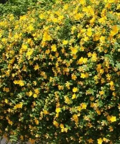 Future Forests Hypericum X Hidcoteense Hidcote