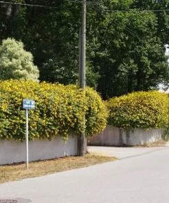 Future Forests Hypericum X Hidcoteense Hidcote