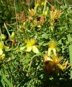 Future Forests Hypericum Tetrapterum More